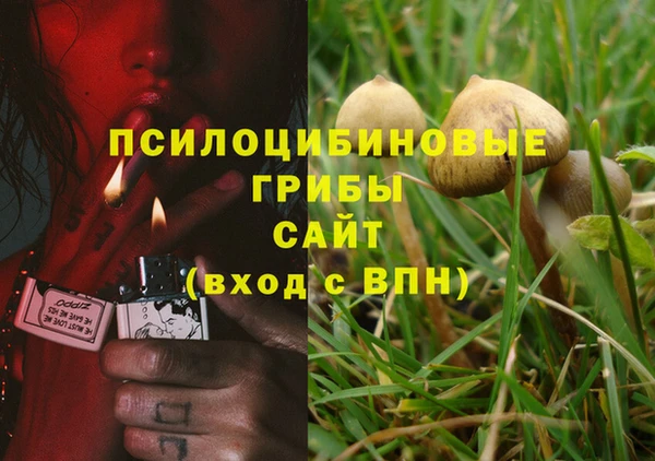 трава Белокуриха